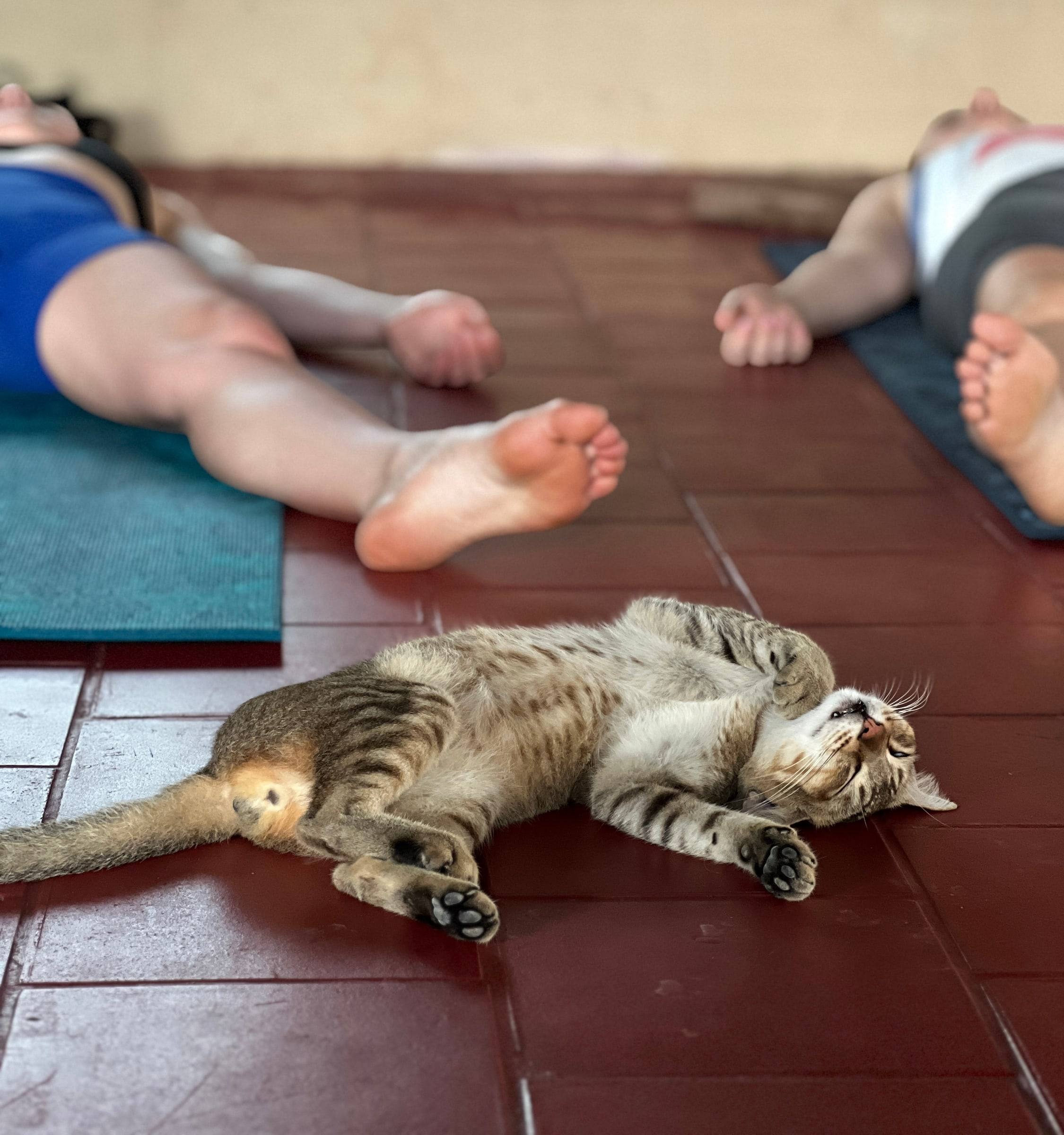Students in final relaxation, with the shala cat stretched out on the floor beside them